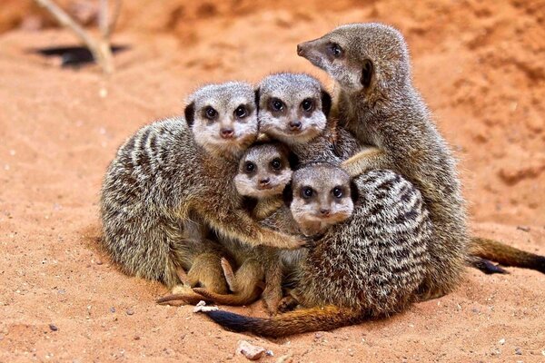 Suricate famille posant sur la came