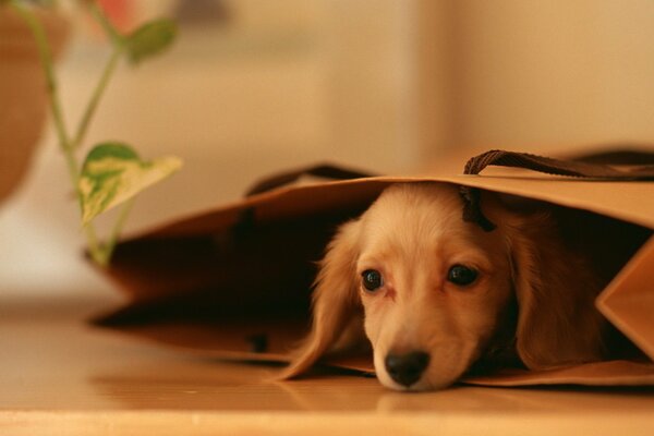 La tête du chiot sort du paquet, son regard est fascinant