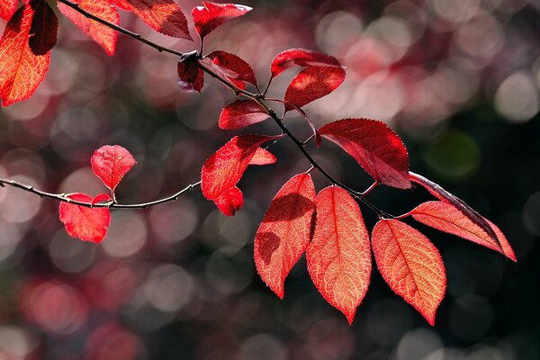 A branch with red foliage in macro photography