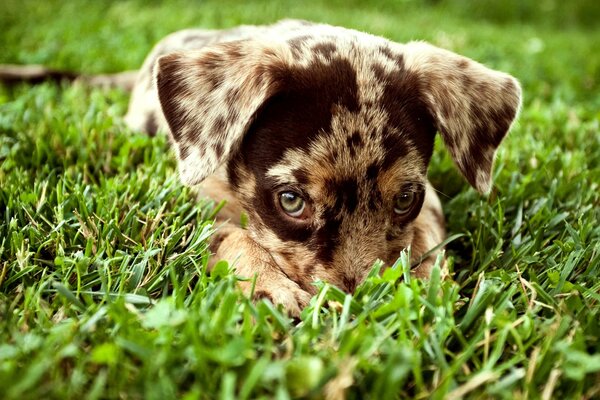 Ein gefleckter Welpe schaut aus dem Gras