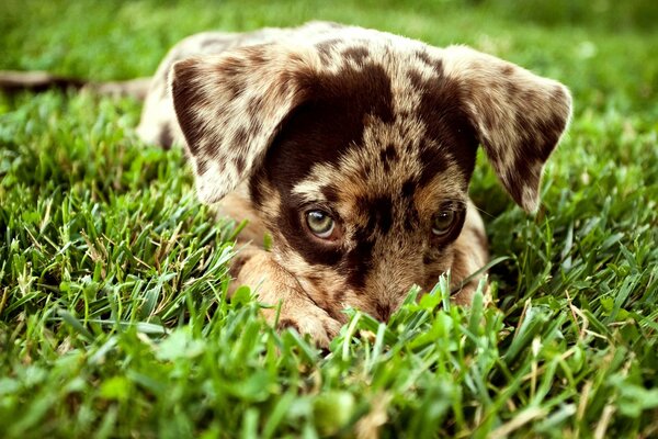 Spotted puppy looks out of the grass