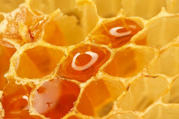 Zellen von Waben mit jungem Honig