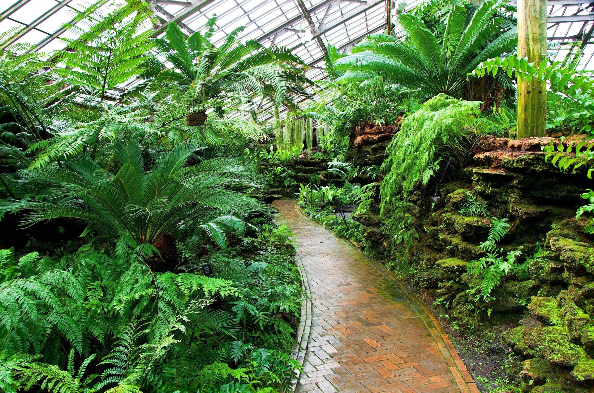 jardin botanique plantes palmiers