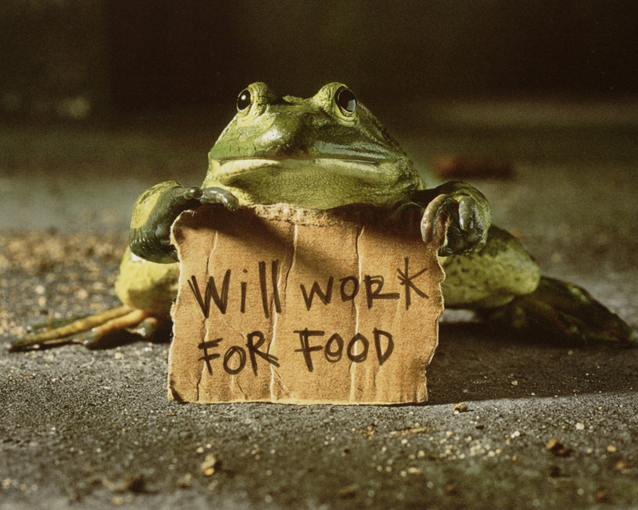 frog the text work for food