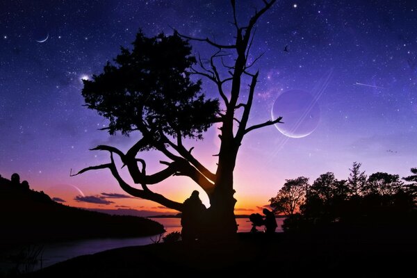 Sila arbre sur fond de nuit étoilée