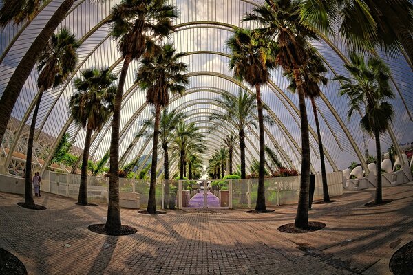 Jardin clos de palmiers en Espagne