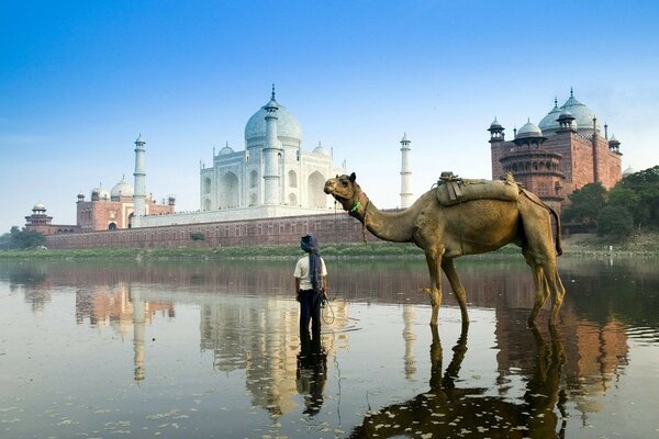 Kamel auf dem Wasser im indischen Taj Mahal