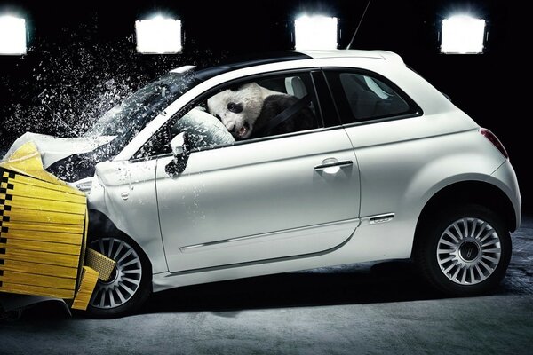 Panda jouet à la suite d un crash-test n a pas été blessé