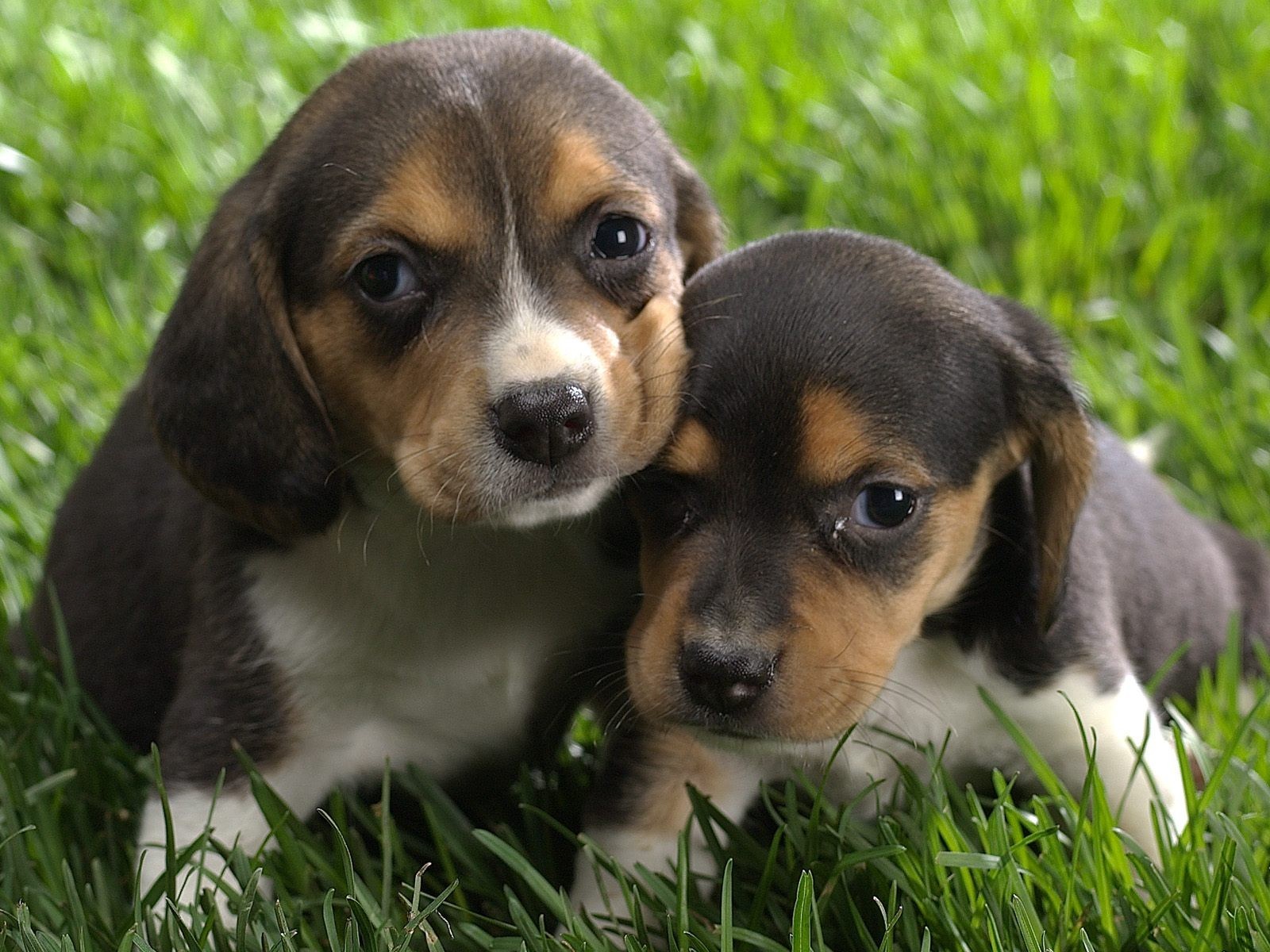 cuccioli erba marrone