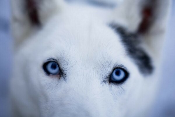 Blick- blaue Augen