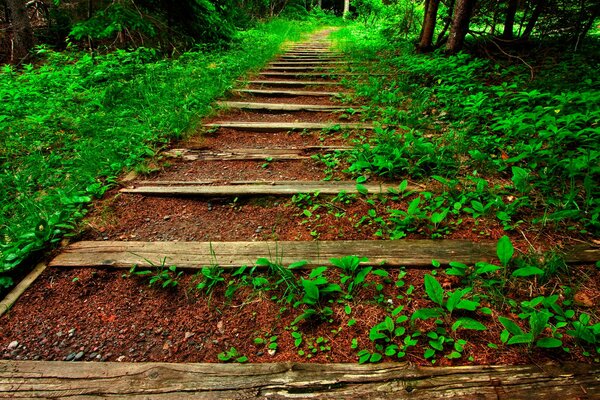 Rieles crecidos y durmientes en el bosque