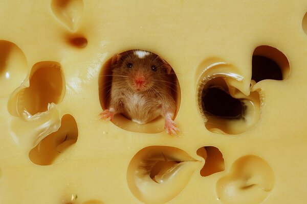 A mouse in cheese with holes looks at us