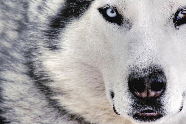 A white wolf with white eyes
