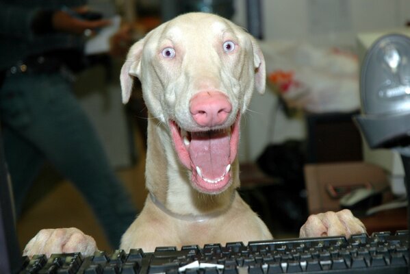 The bald dog at the computer is smiling