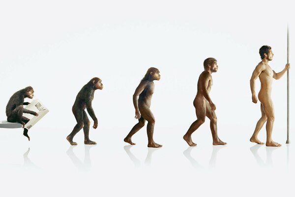 Image of evolution from ape to human