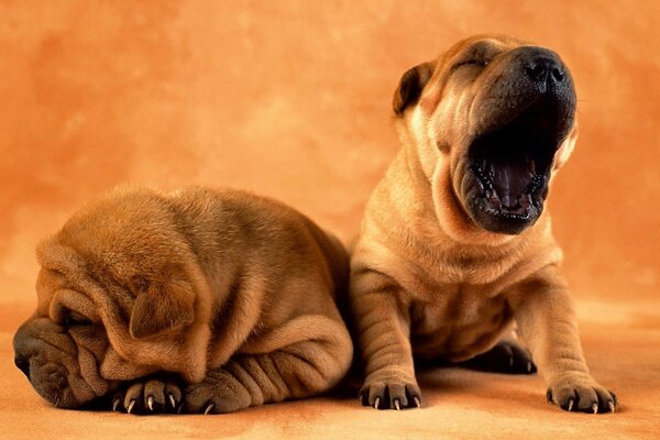 Two sharpey puppies are sleeping and yawning