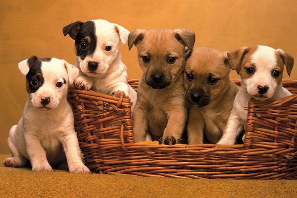 Five puppies in a basket