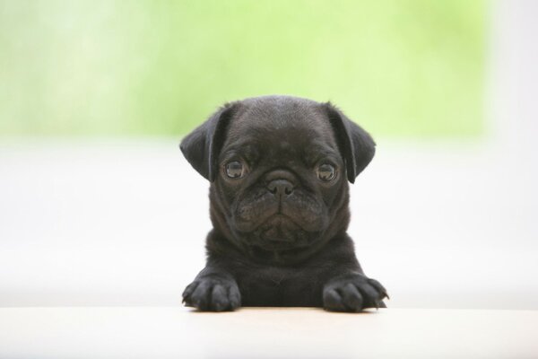 Perro negro confundido