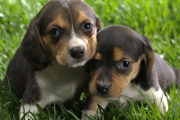 Two brown puppies on the grass