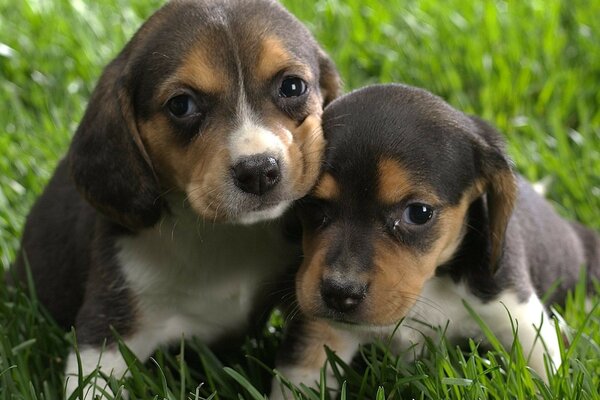 Dos cachorros marrones en la hierba