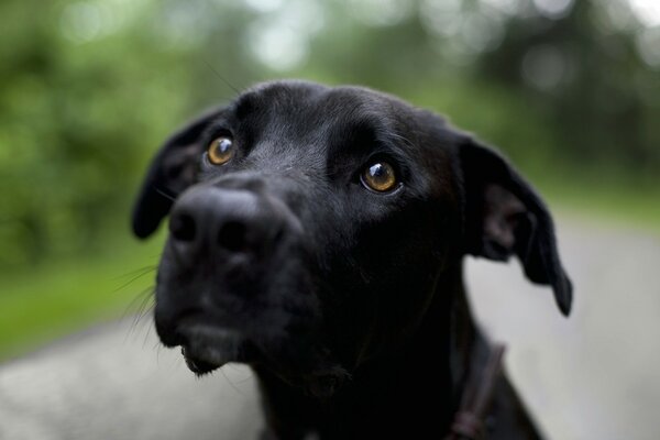 La amable mirada del perro negro