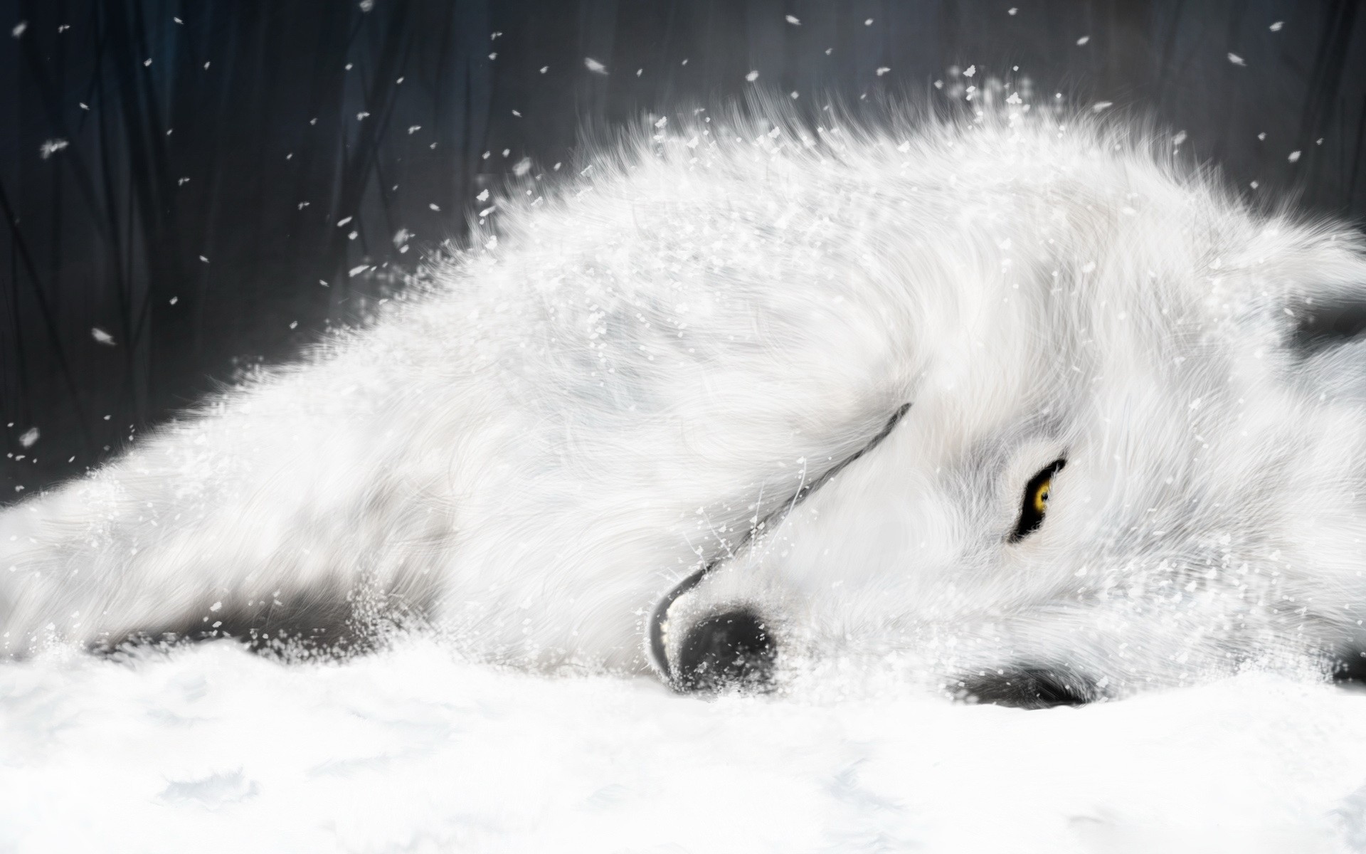 biały rysunek wilk