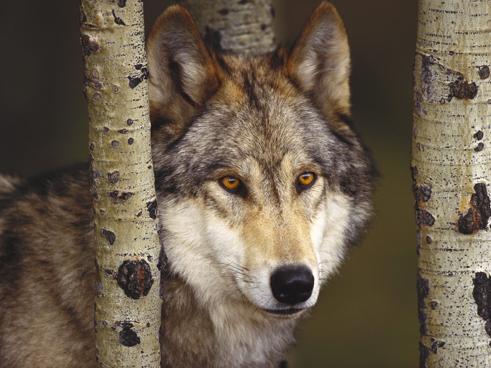 raubtier wald wolf