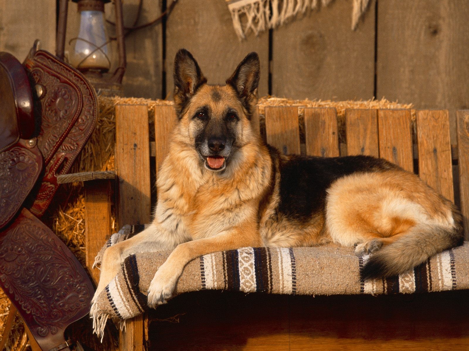 der schäferhund der laden liegt