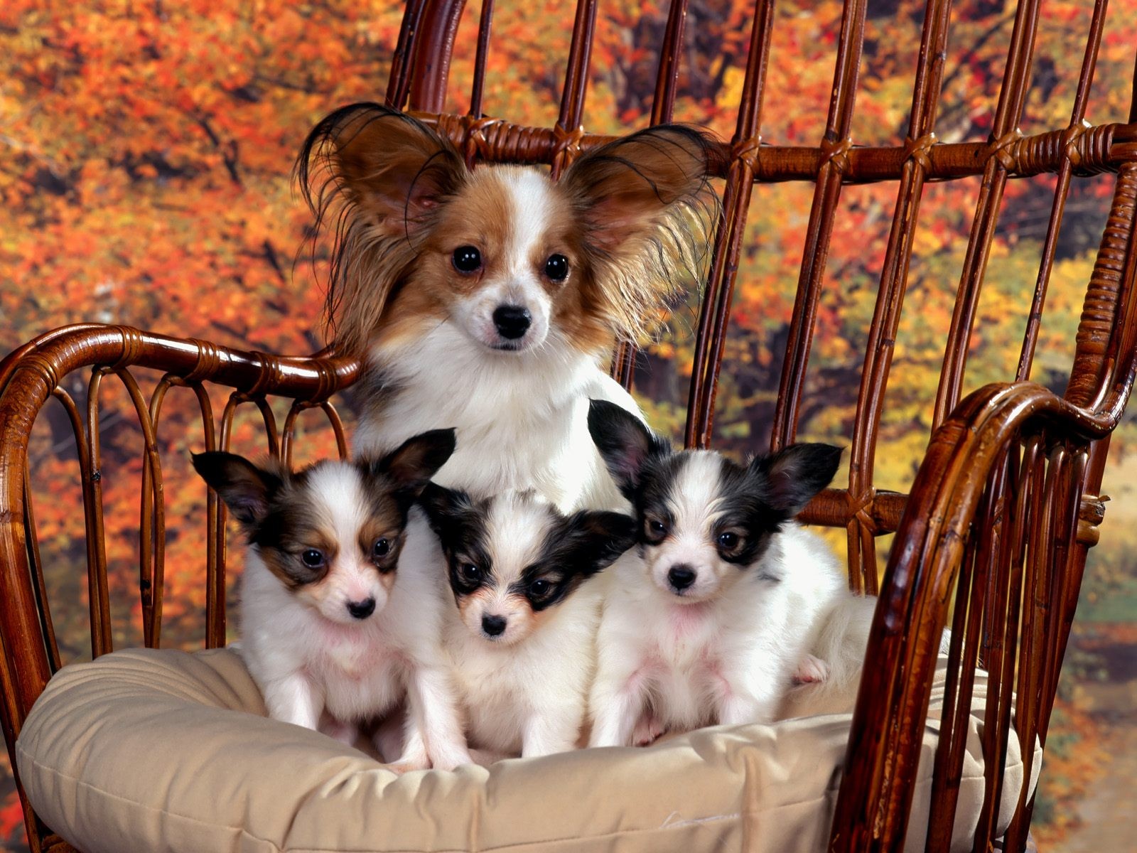 maman chiots photo de famille