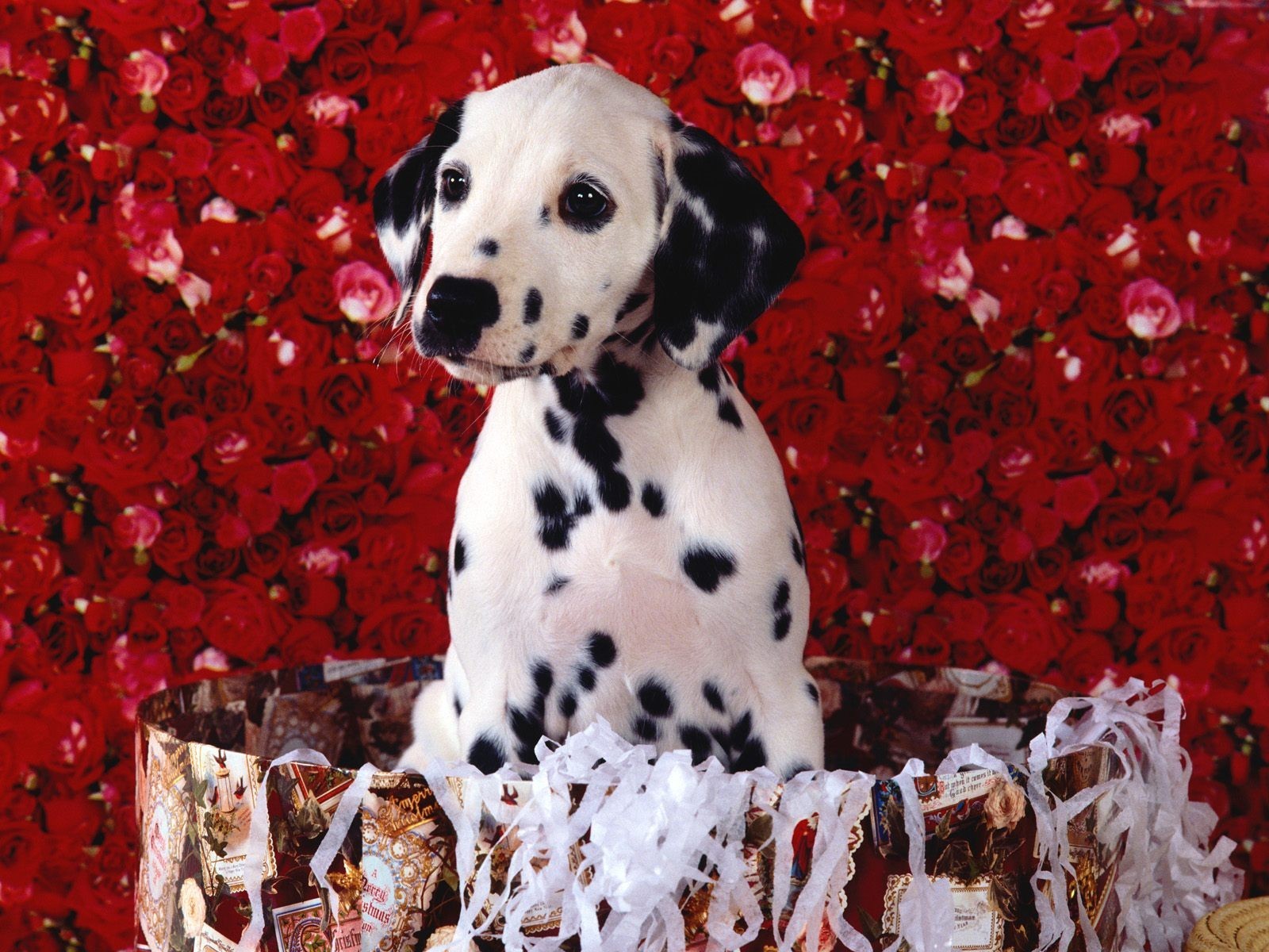 dalmatians roses shopping