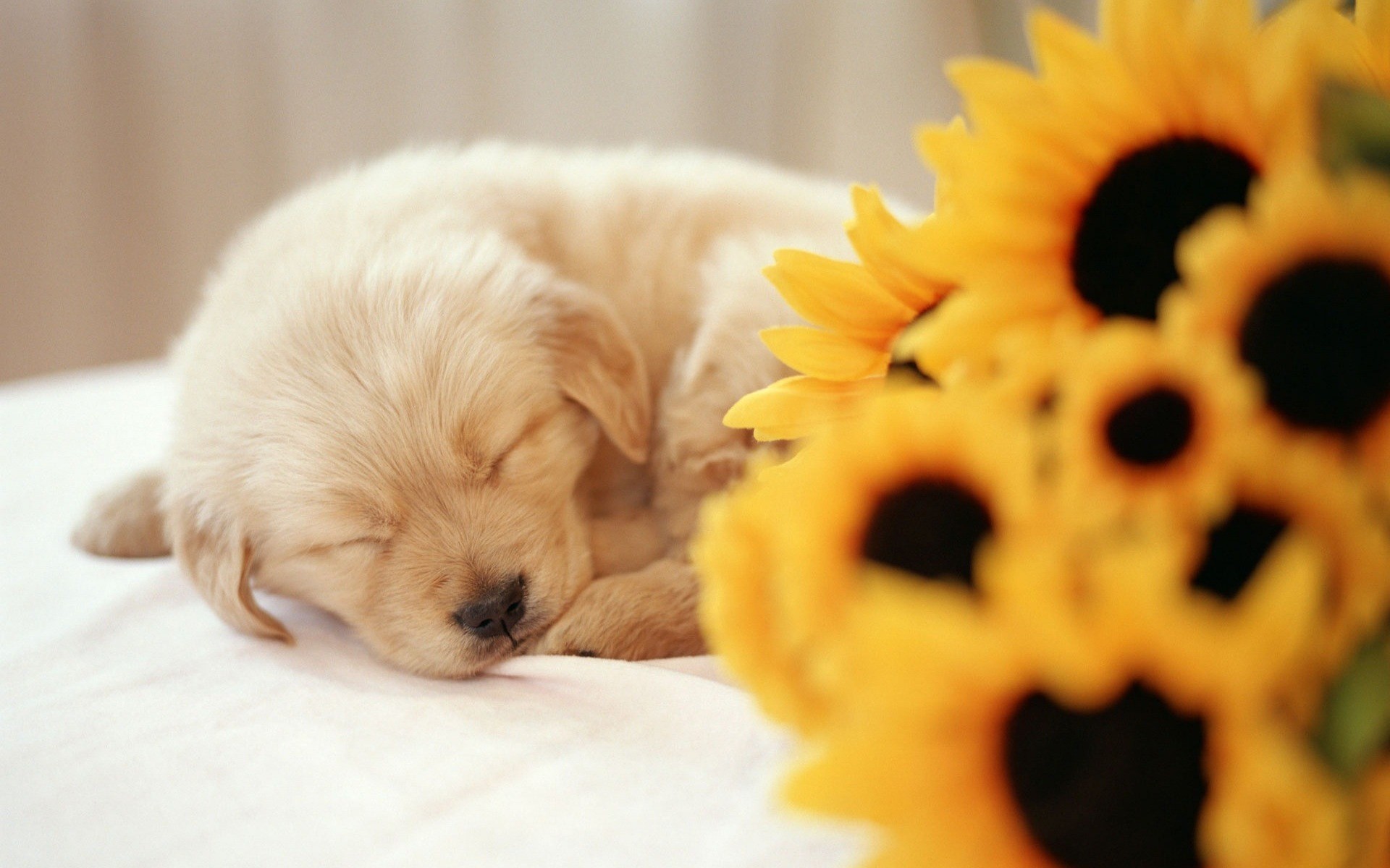 chiot tournesol sommeil