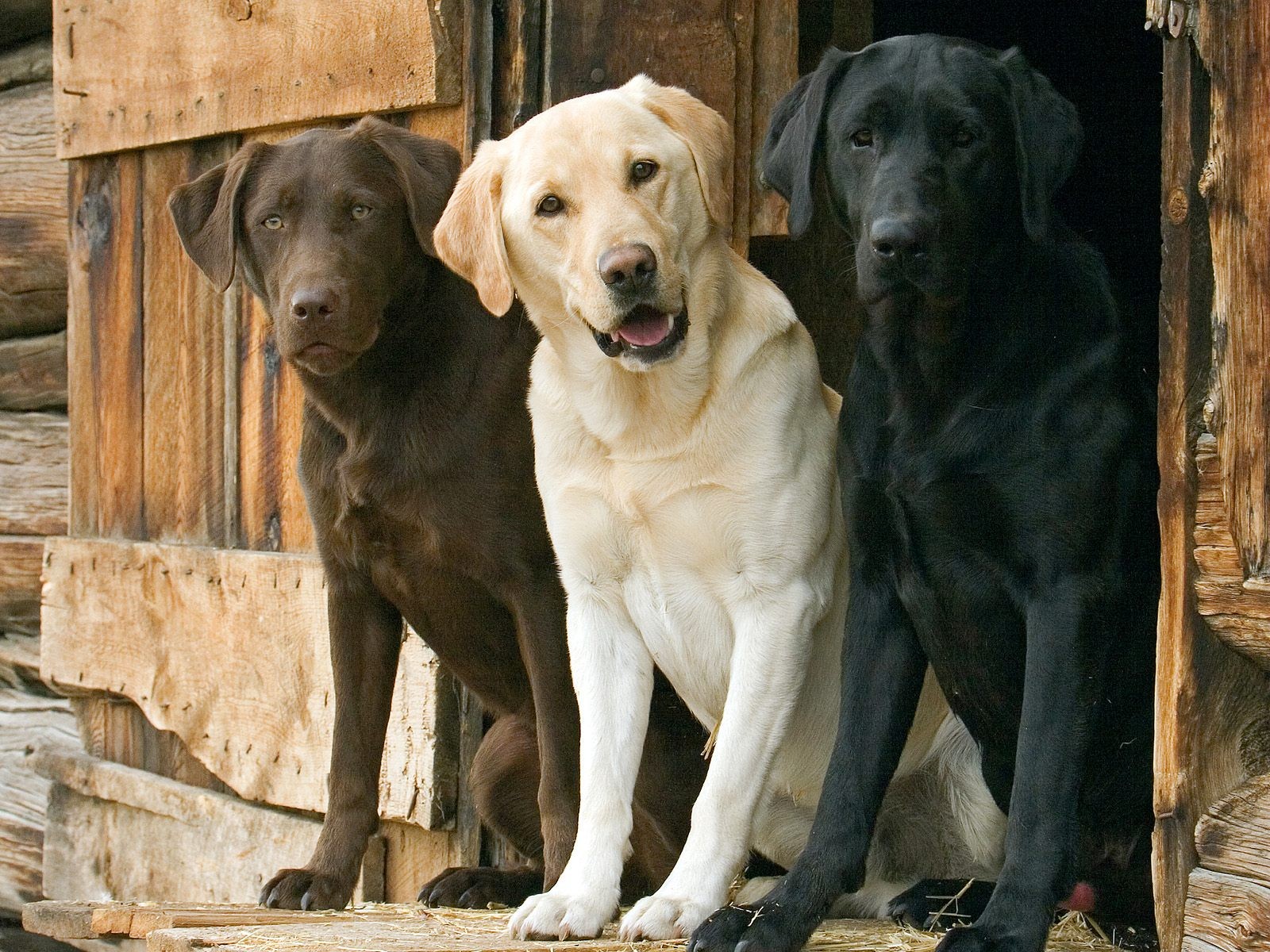 trio dogs labrador