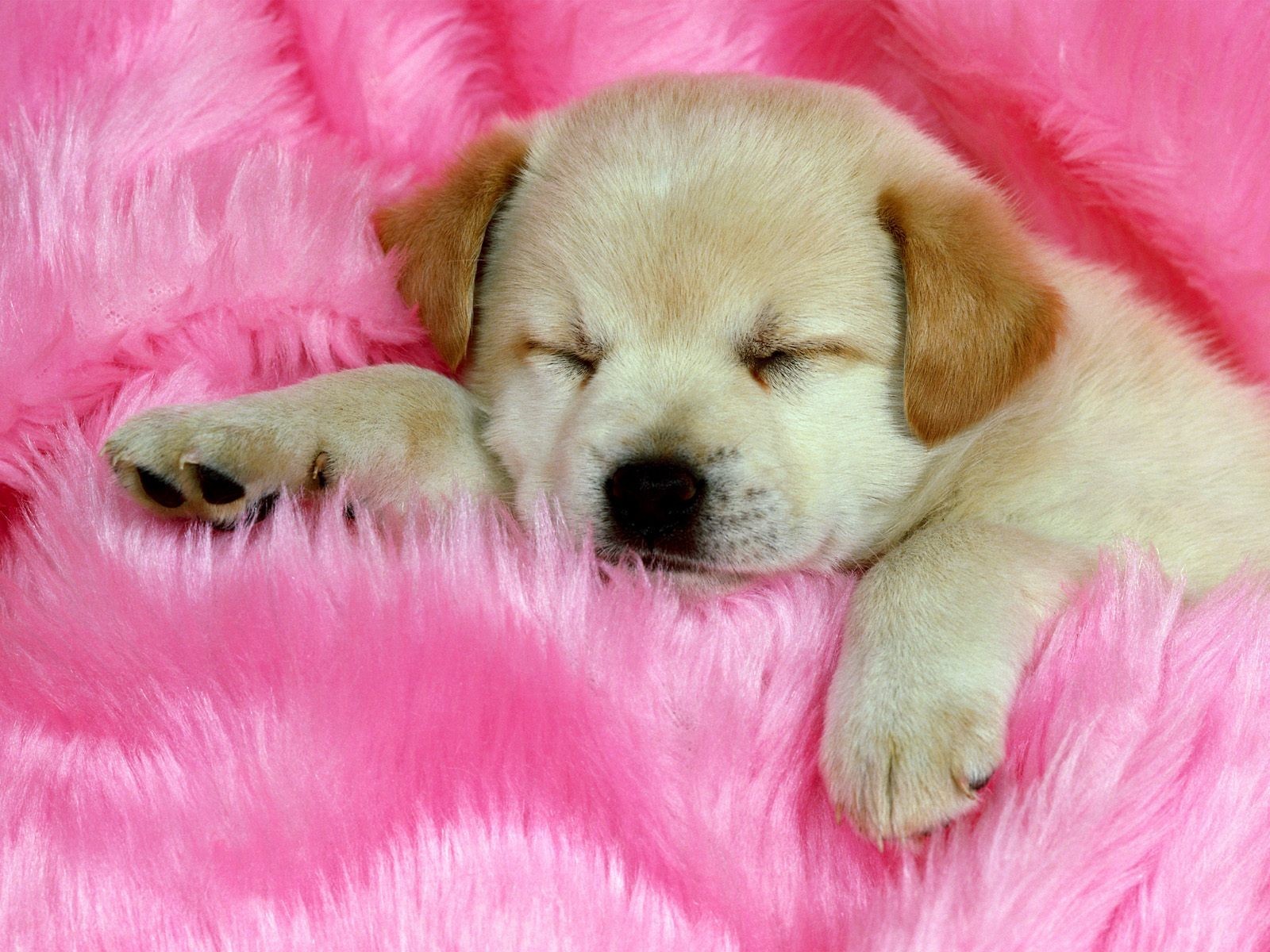 cachorro lindo durmiendo rosa