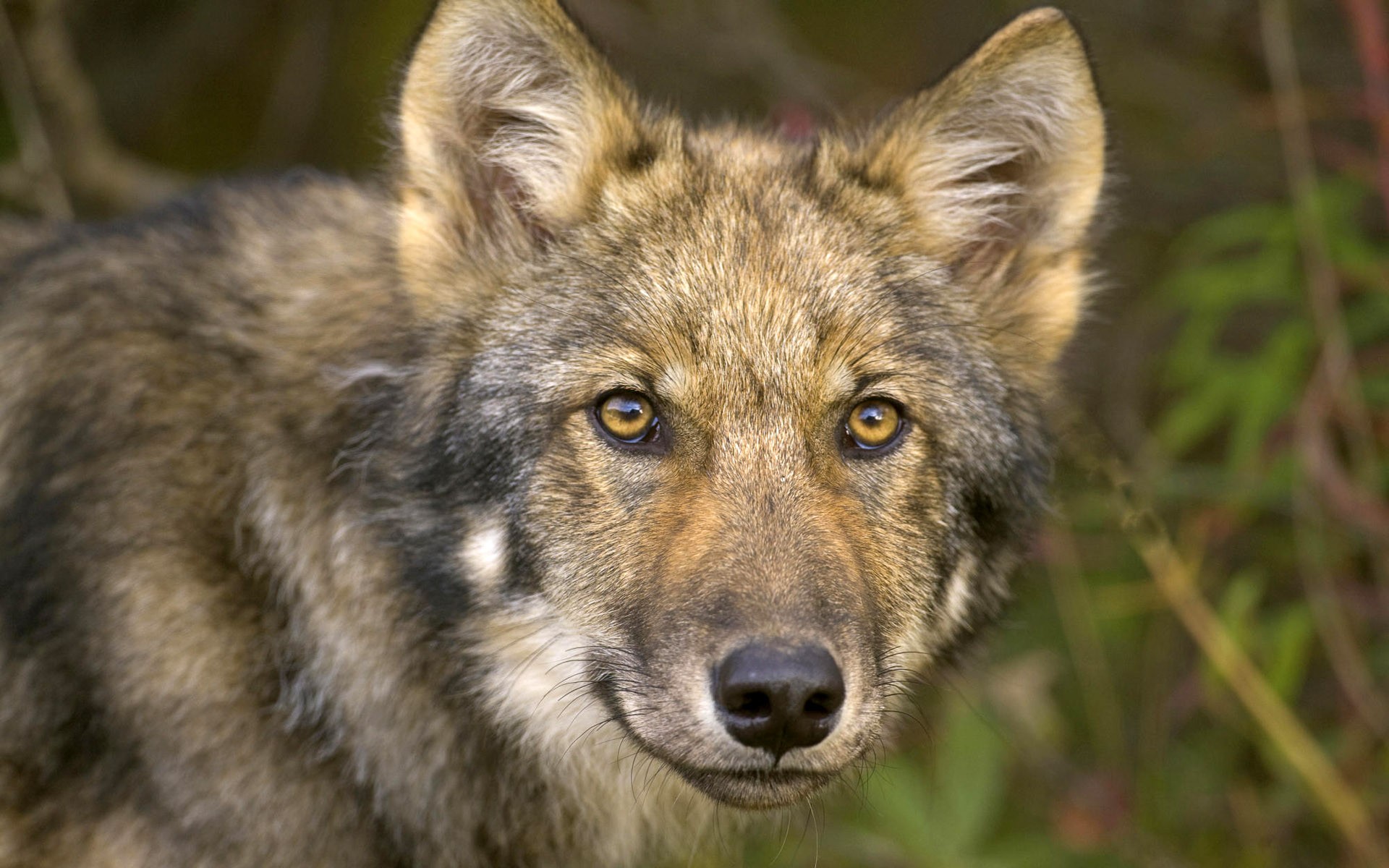 lobo hocico ojos