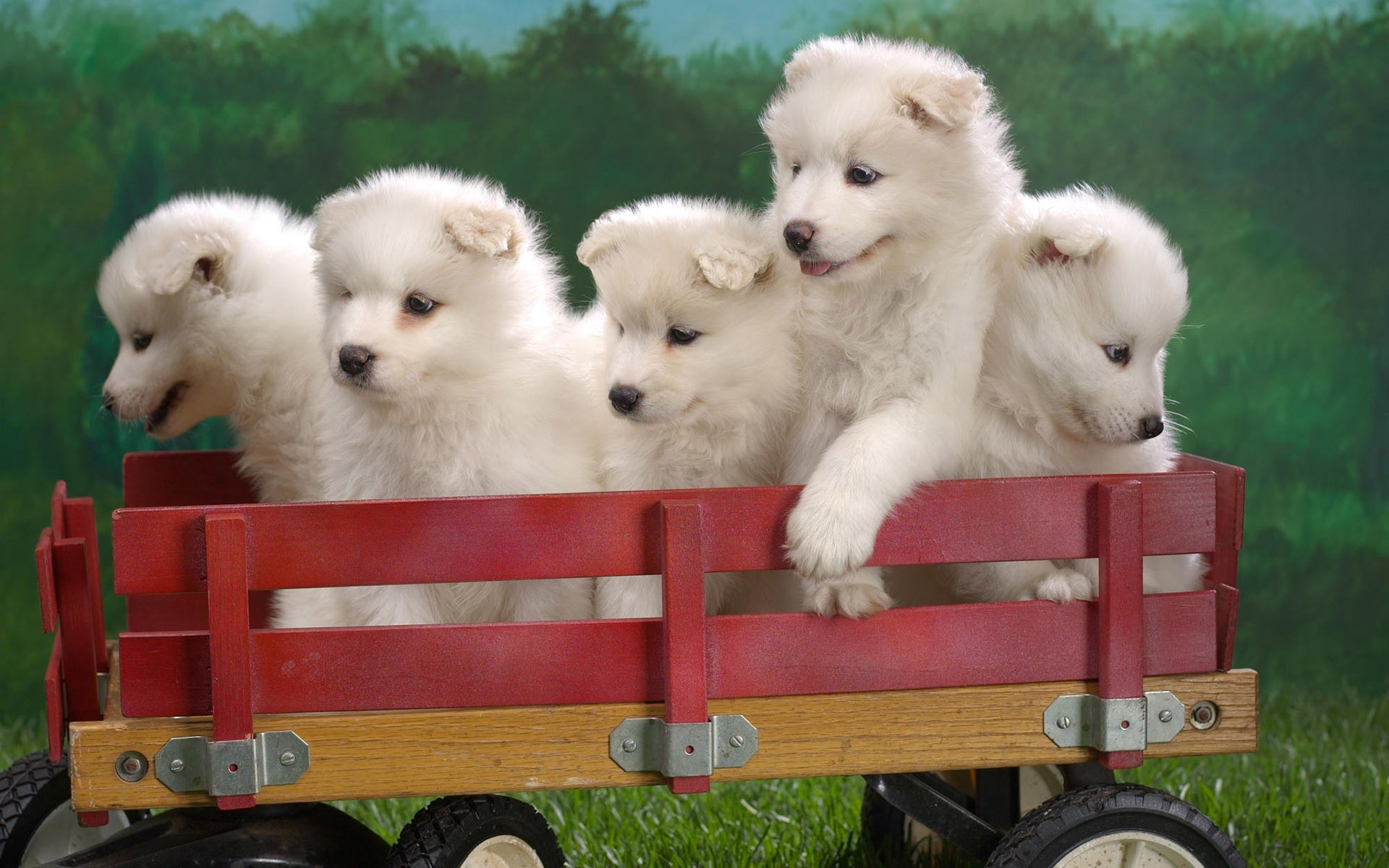 puppies truck fluffy