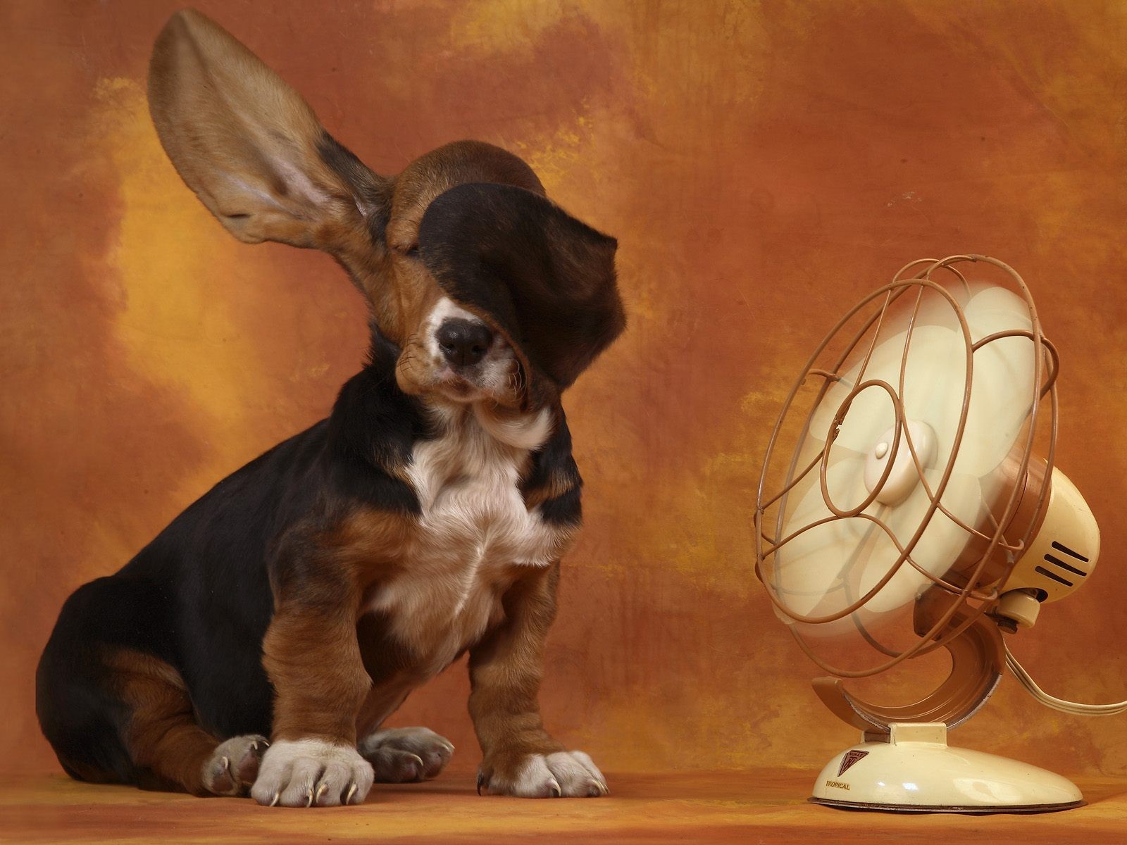 basset fan ear