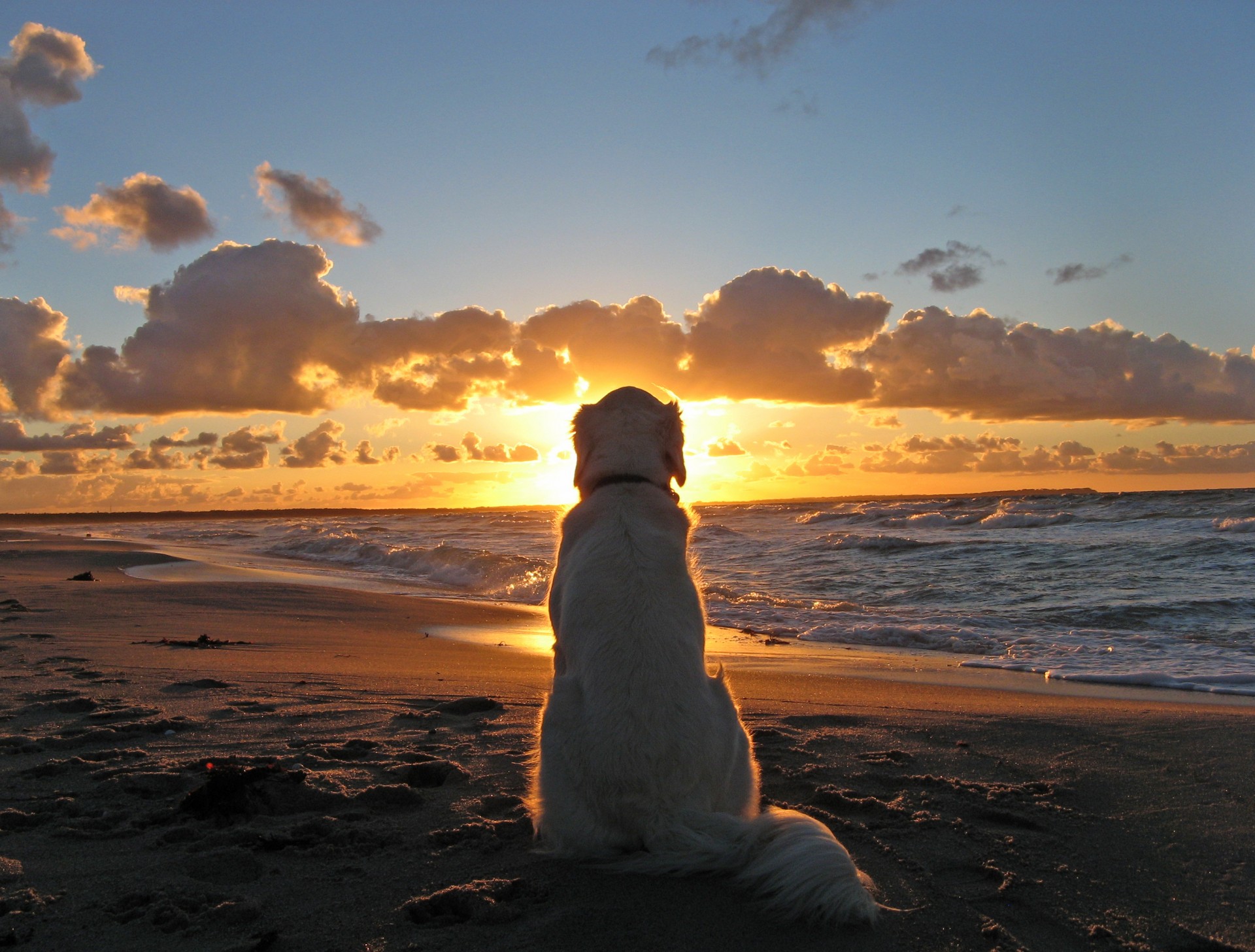 chien coucher de soleil plage mer