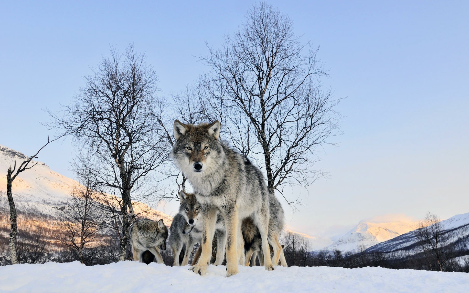 loup hiver regard