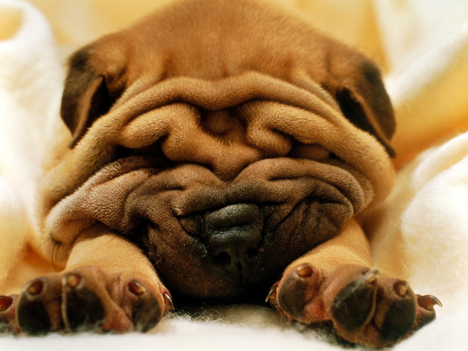 chien chiot endormi shar pei