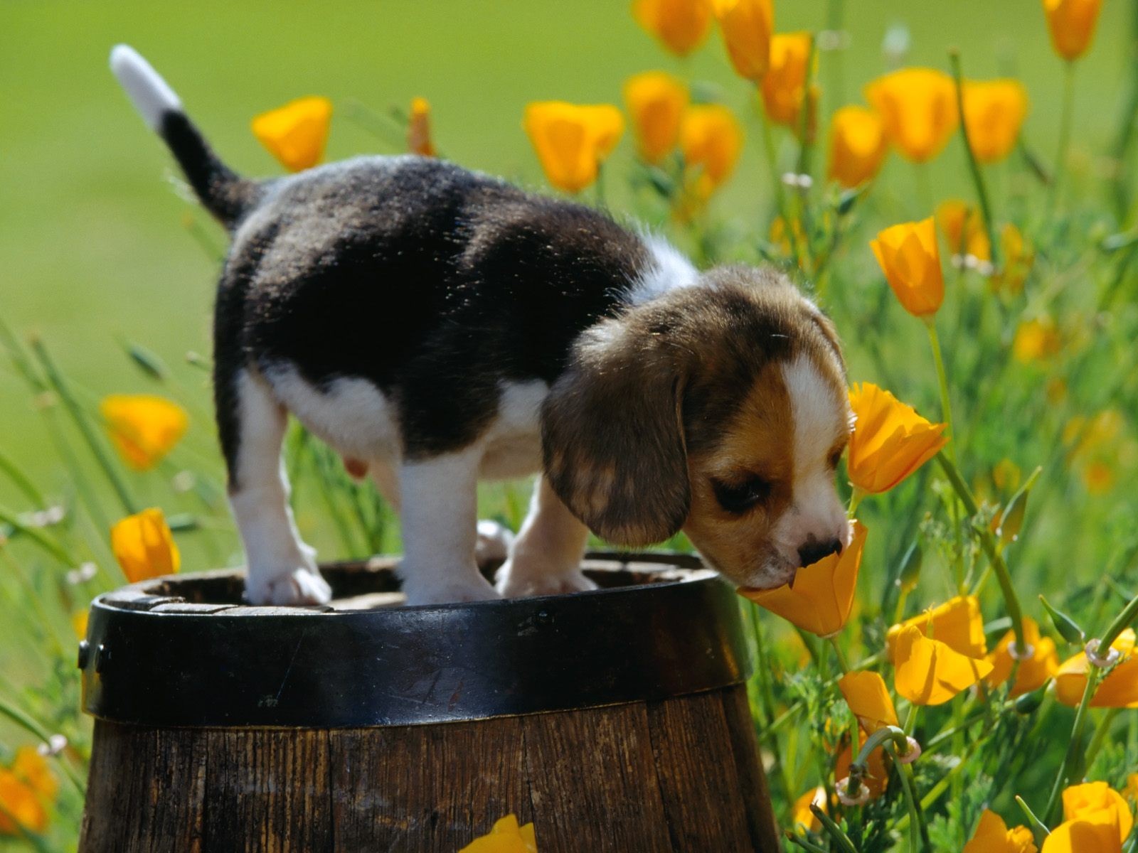 chiot tonneau fleurs