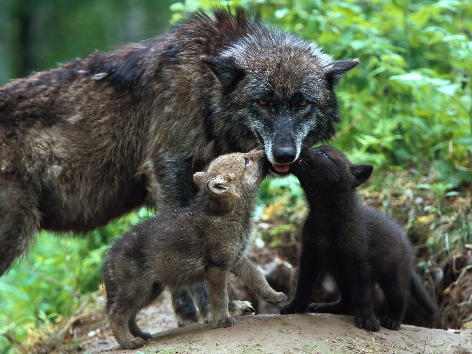 lobos bebés lobos amor ternura cuidado