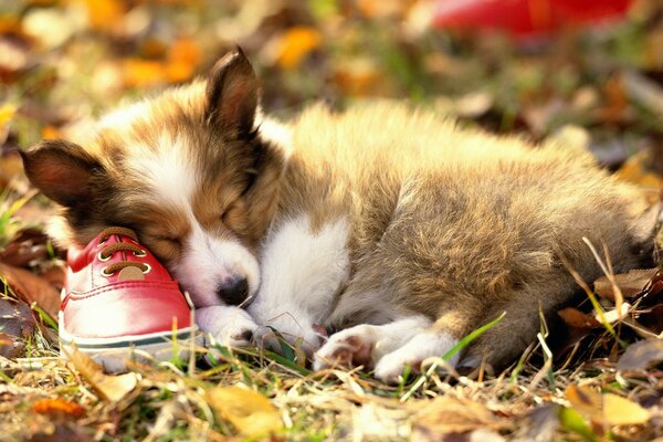 Mignon petit chien de couchage sur la chaussure