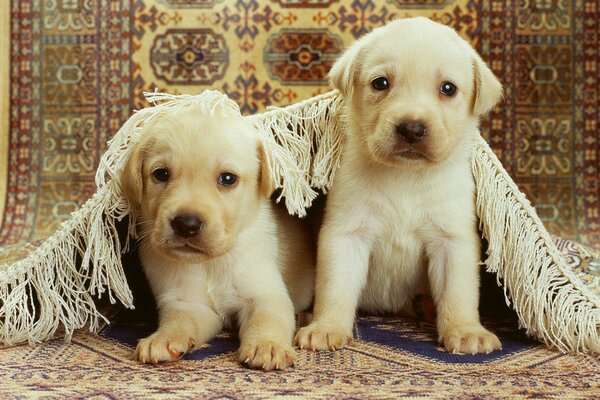 Two puppies carpet floor