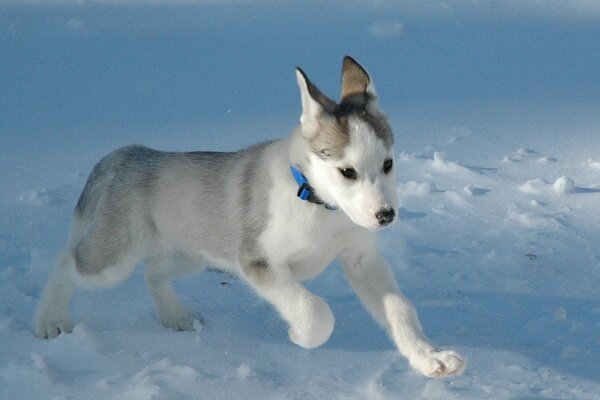 Красивый белый щенок бежит по снегу