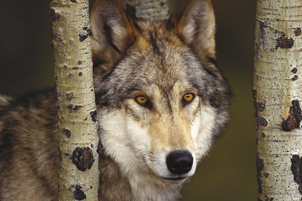 A wolf in the forest between the trunks of trees