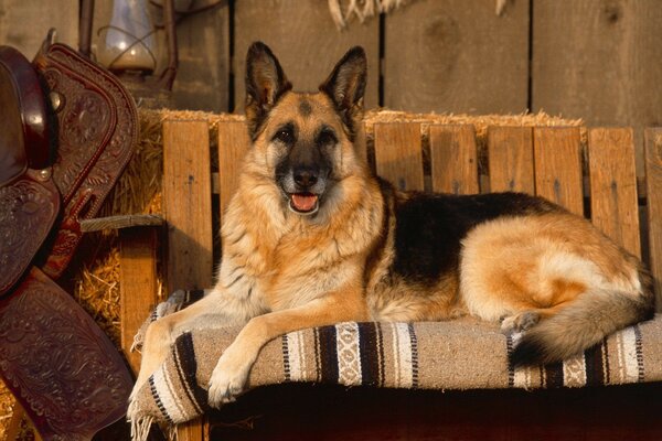 Laika liegt auf der Couch