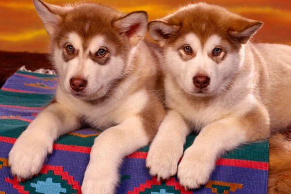 Due piccoli Husky marroni