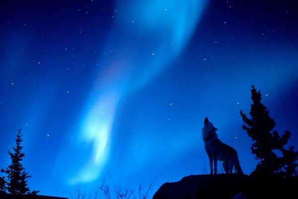 Lobo aullando en la Aurora boreal azul en el bosque