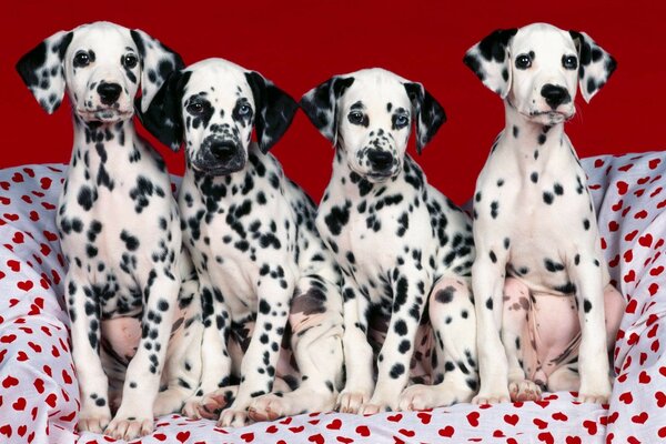 Dolmatian puppies in a blanket with a heart