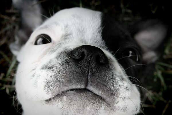 Boston terrier looks at the owner